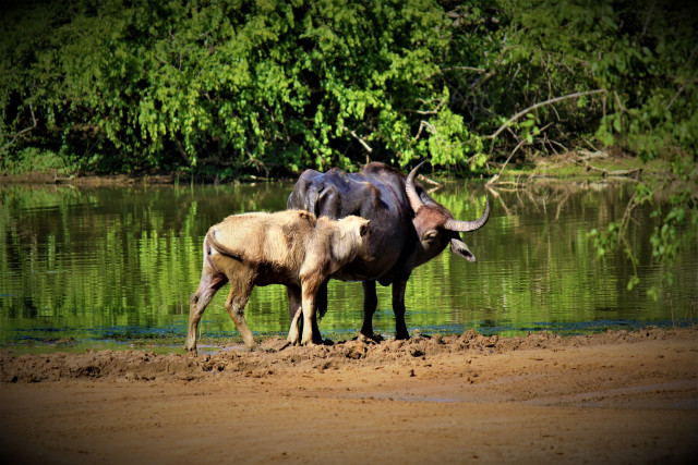 ගේම ද ඉල්ලන්නෙ...
