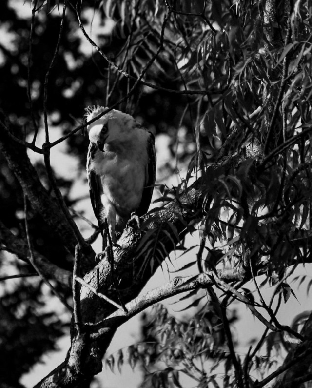 Be like and Bird of Jove