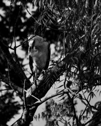 Be like and Bird of Jove