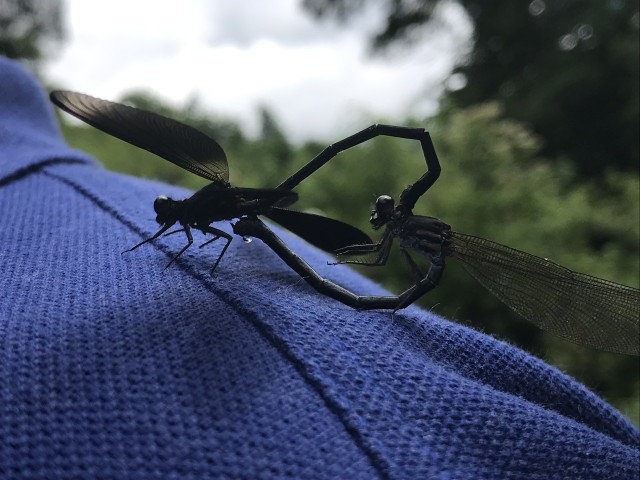 Dragonfly