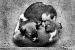 The family bond