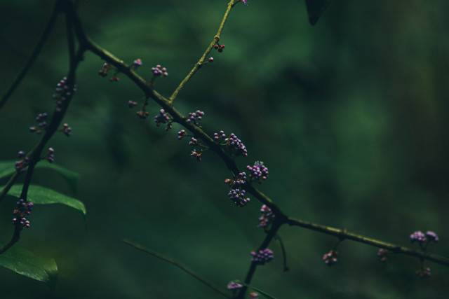 Beads of nature