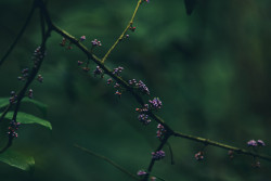 Beads of nature
