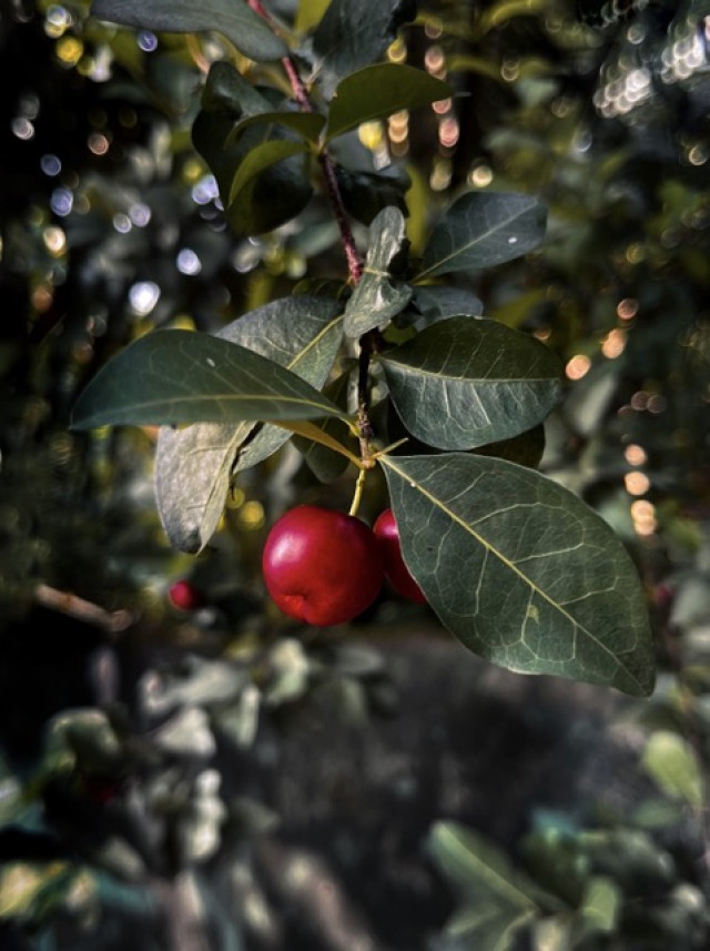 Garden fruit