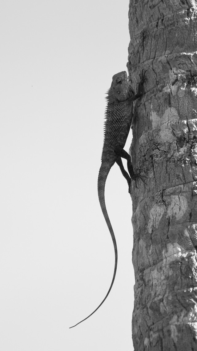 guardian of the grove
