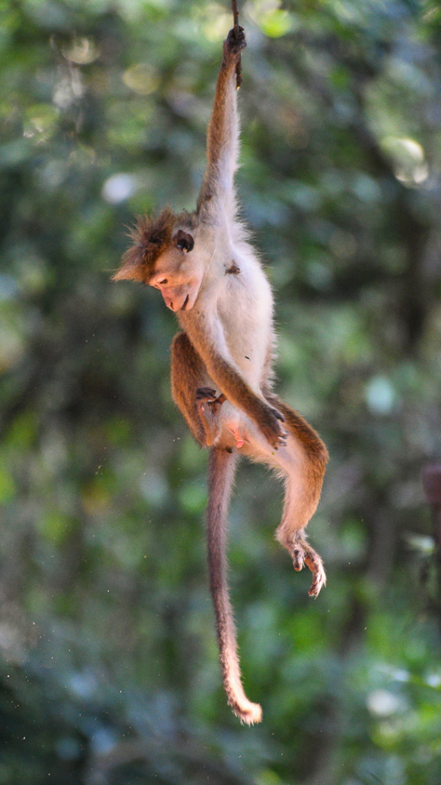 playful youth