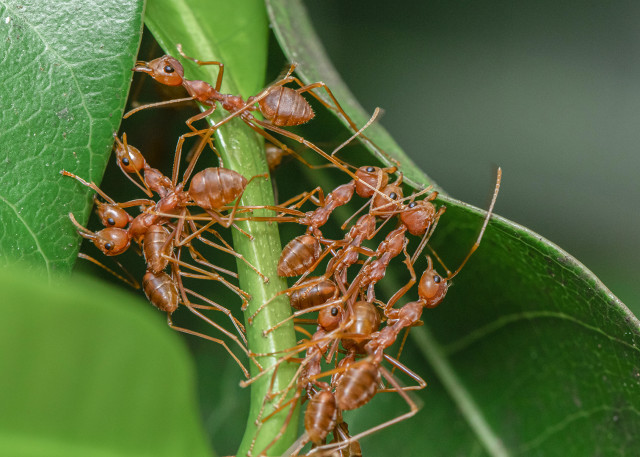 Teamwork