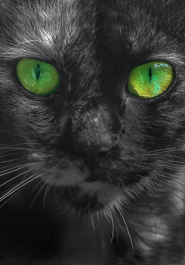 Greeny Eyes