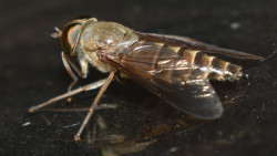 Insect