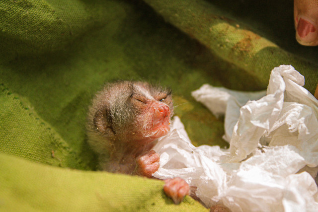 Red slender loris Seeing the world for the first time