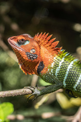 samll dragon