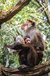 Like a mother's love