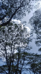 Silent Canopy