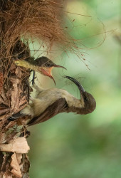 Mom's Love