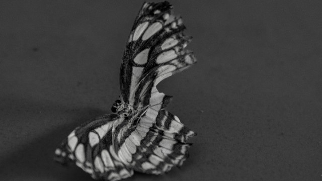 Broken wings