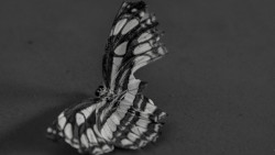 Broken wings