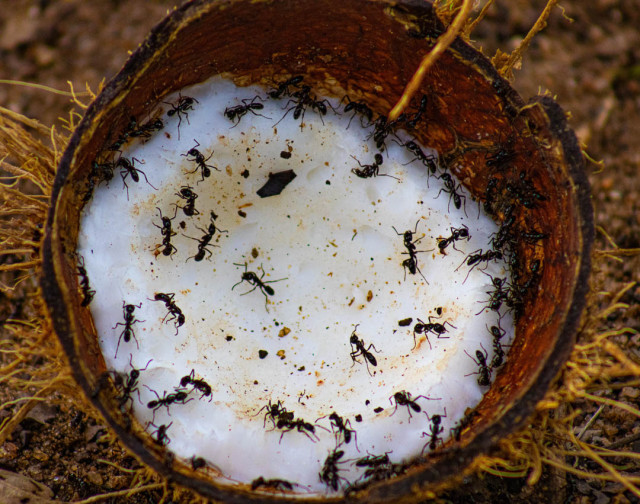Busy Ants
