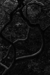 The Writhing Branch