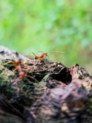A bug's life