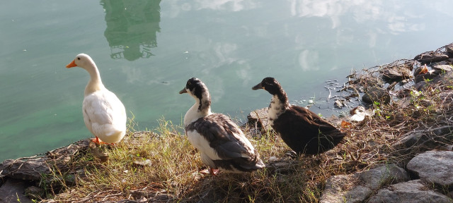 Black and white ducks