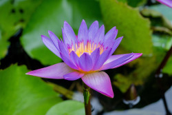 Efflorescence