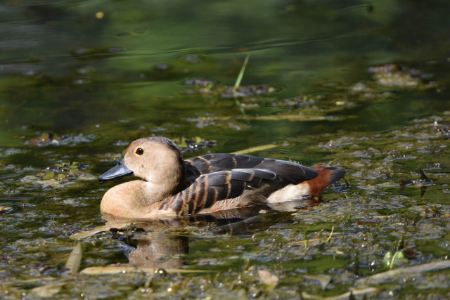 Duck