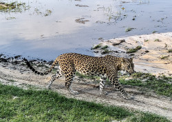 Kuruttupandi's Evening Walk