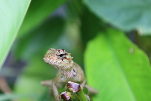 Lizard
