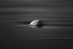 Loneliness and isolation