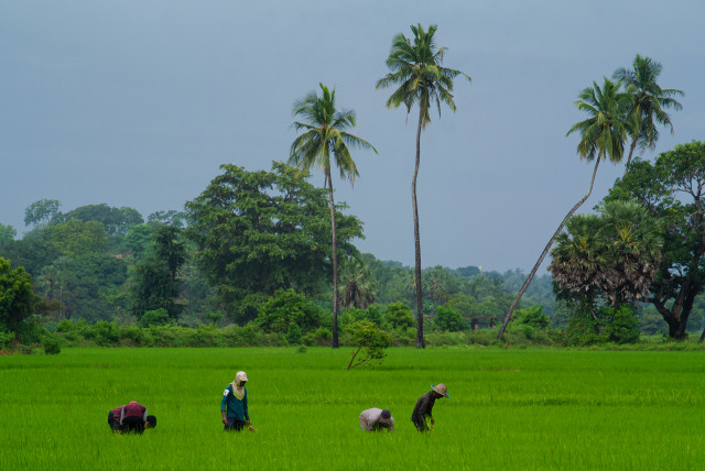 Shades of Green