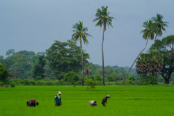 Shades of Green