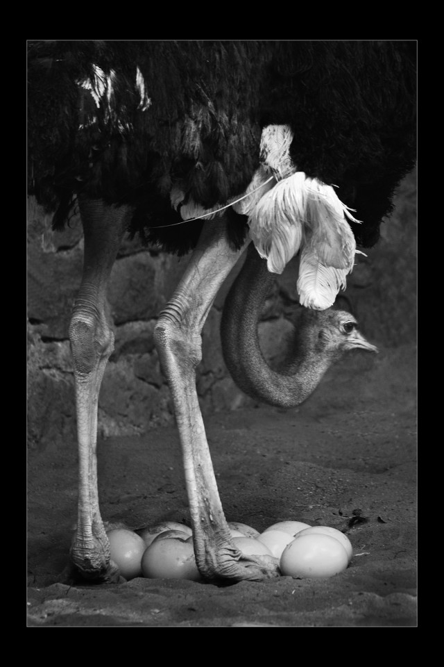 Warmth of a Mother
