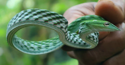 Snake
