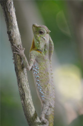 Lizard