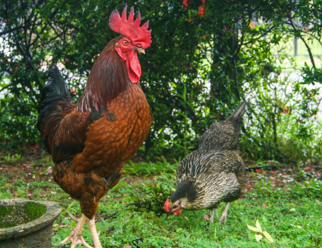 Sri Lankan Rooster and a Hen