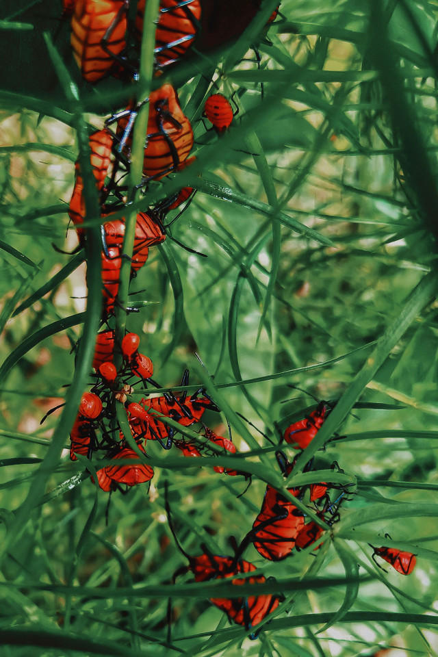 රතු මහත්වරු