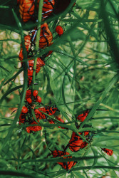 රතු මහත්වරු