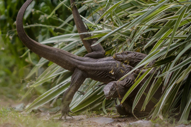 The Varanus Battle
