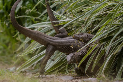 The Varanus Battle