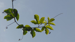leaves