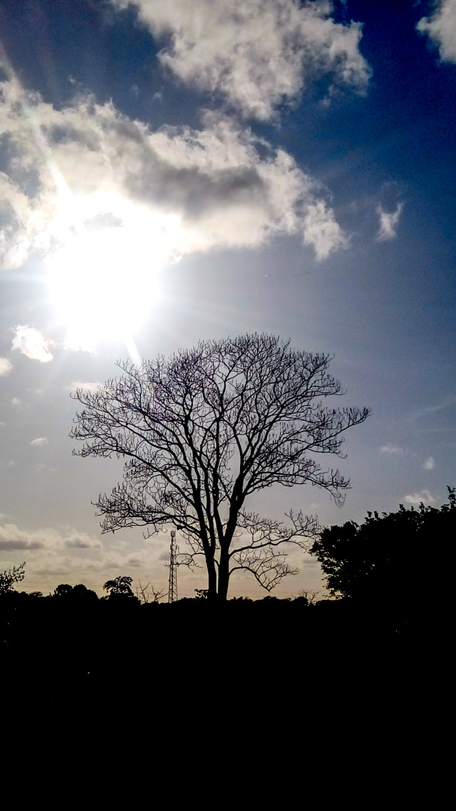 Sunshine's Embrace