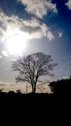 Sunshine's Embrace