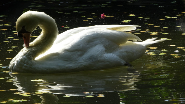 The white swan