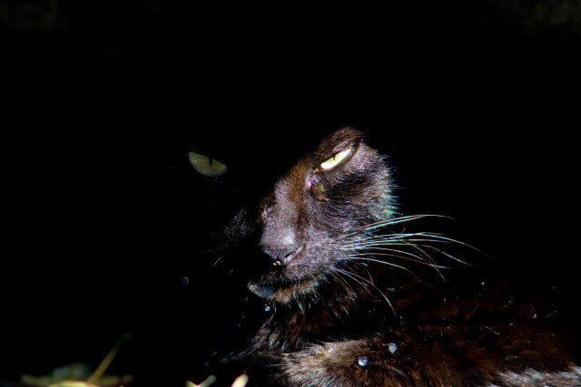 Black cat