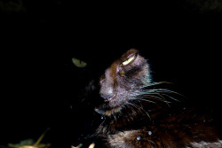 Black cat
