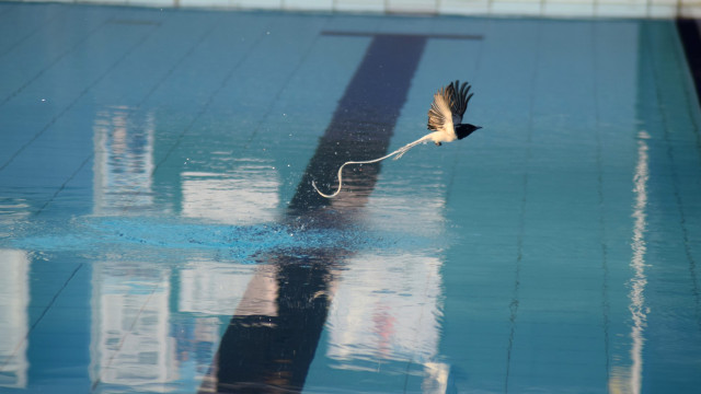 Morning swim