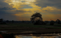 Paddy field