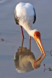 Reflection