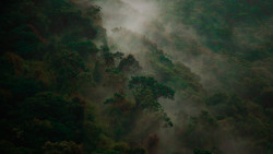 The Cloud Forest