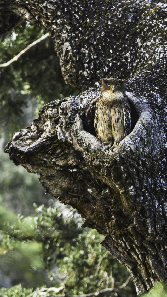 brown fish owl